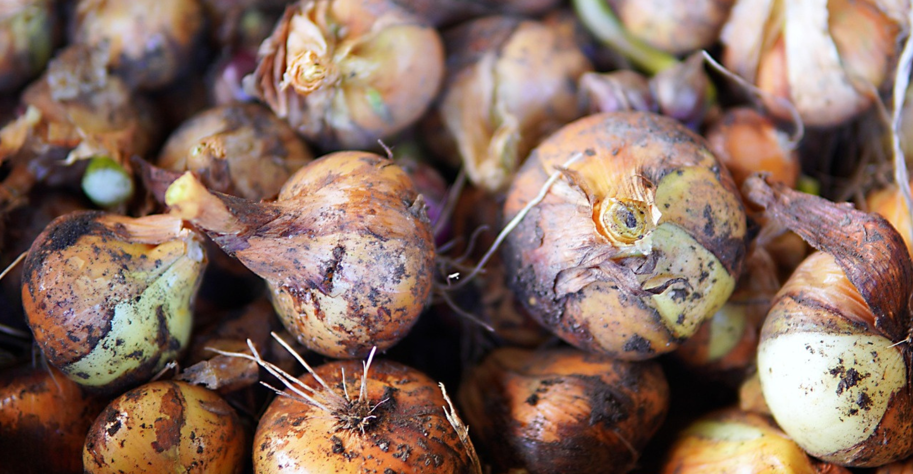 Spring Bulbs